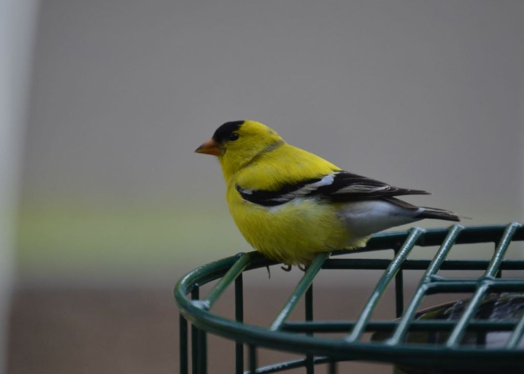 Livin’ in Limbo&nbsp;Land